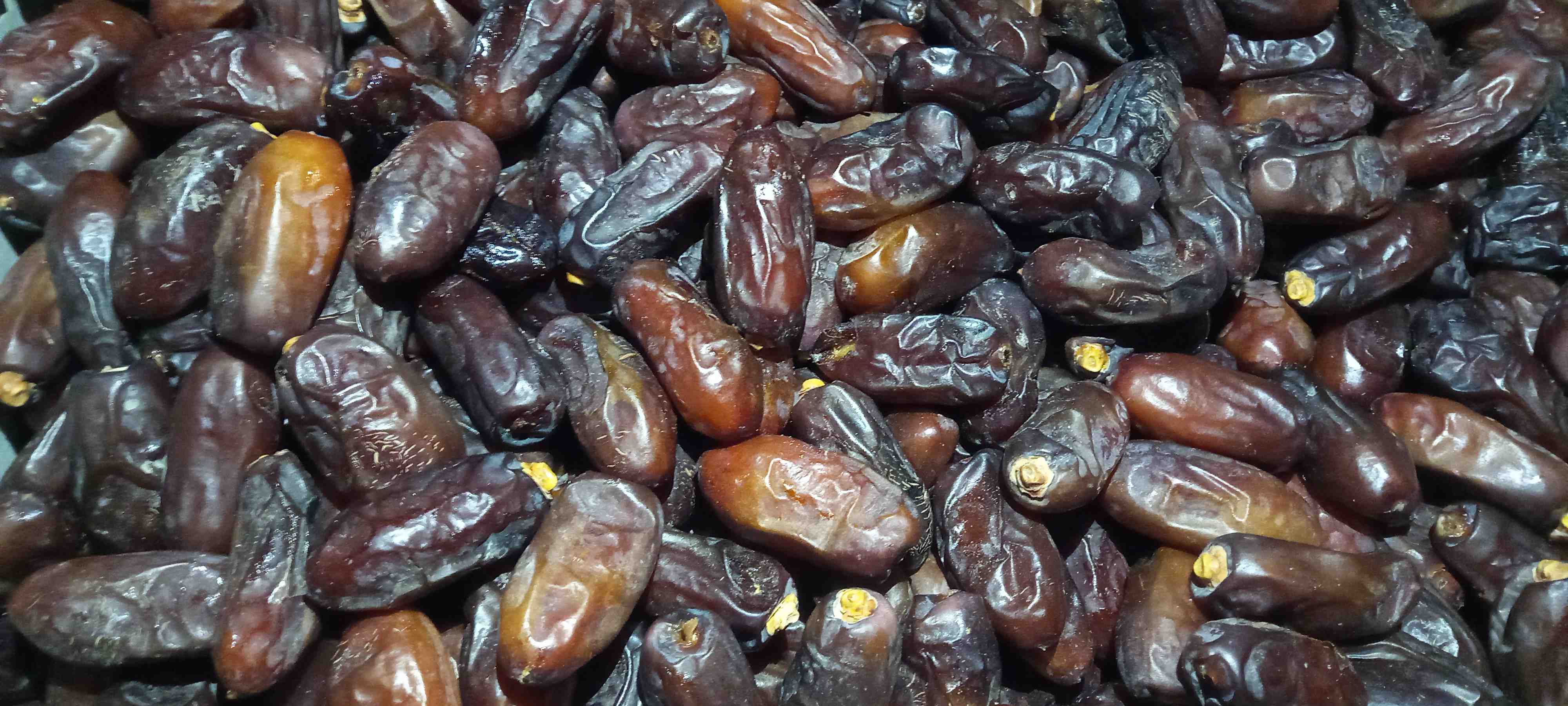 فروش خرما‌ ربی سیستان‌ و بلوچستان‌ +‌ قیمت‌ ارزان‌